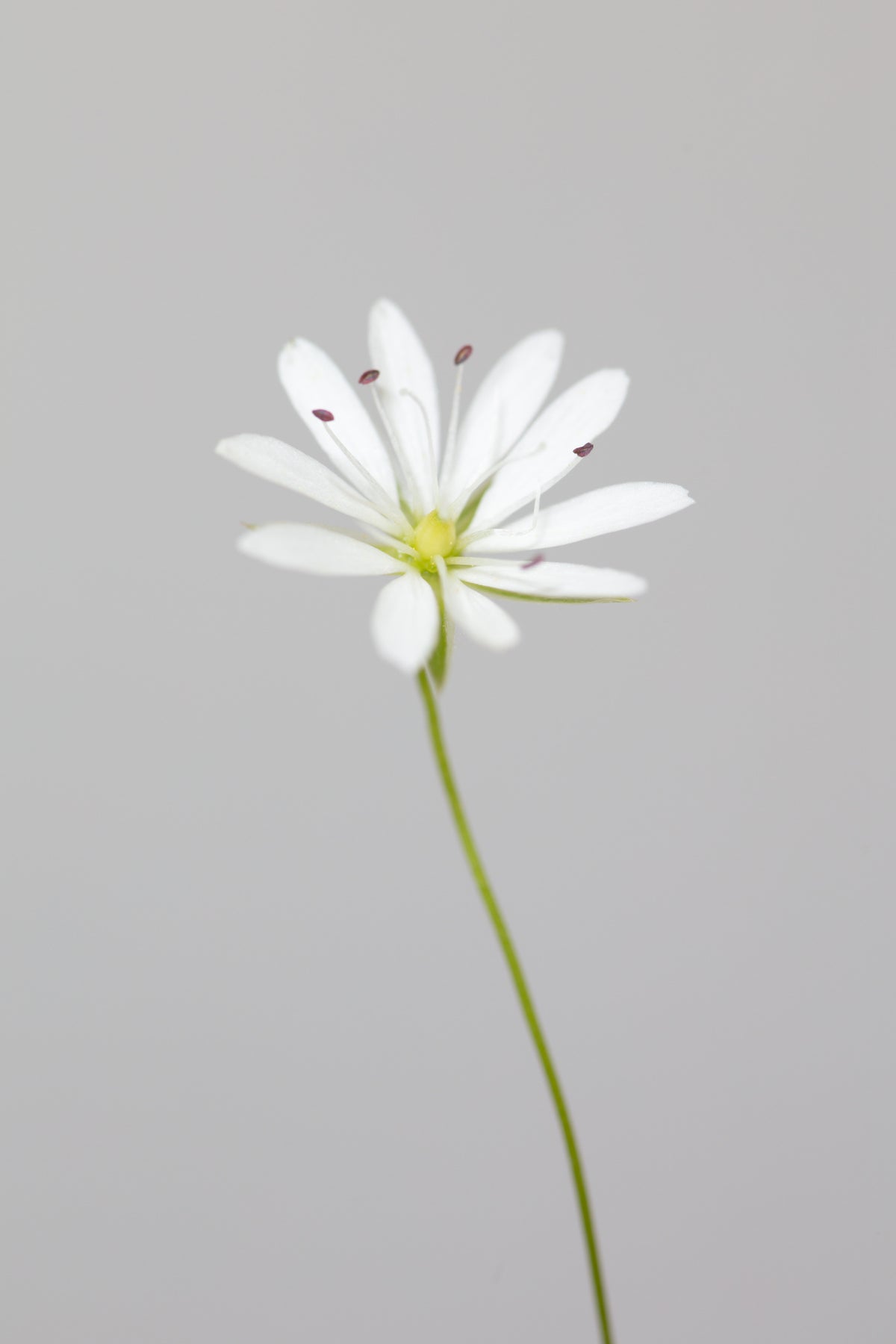 aluminium-print-small-white-flower-1