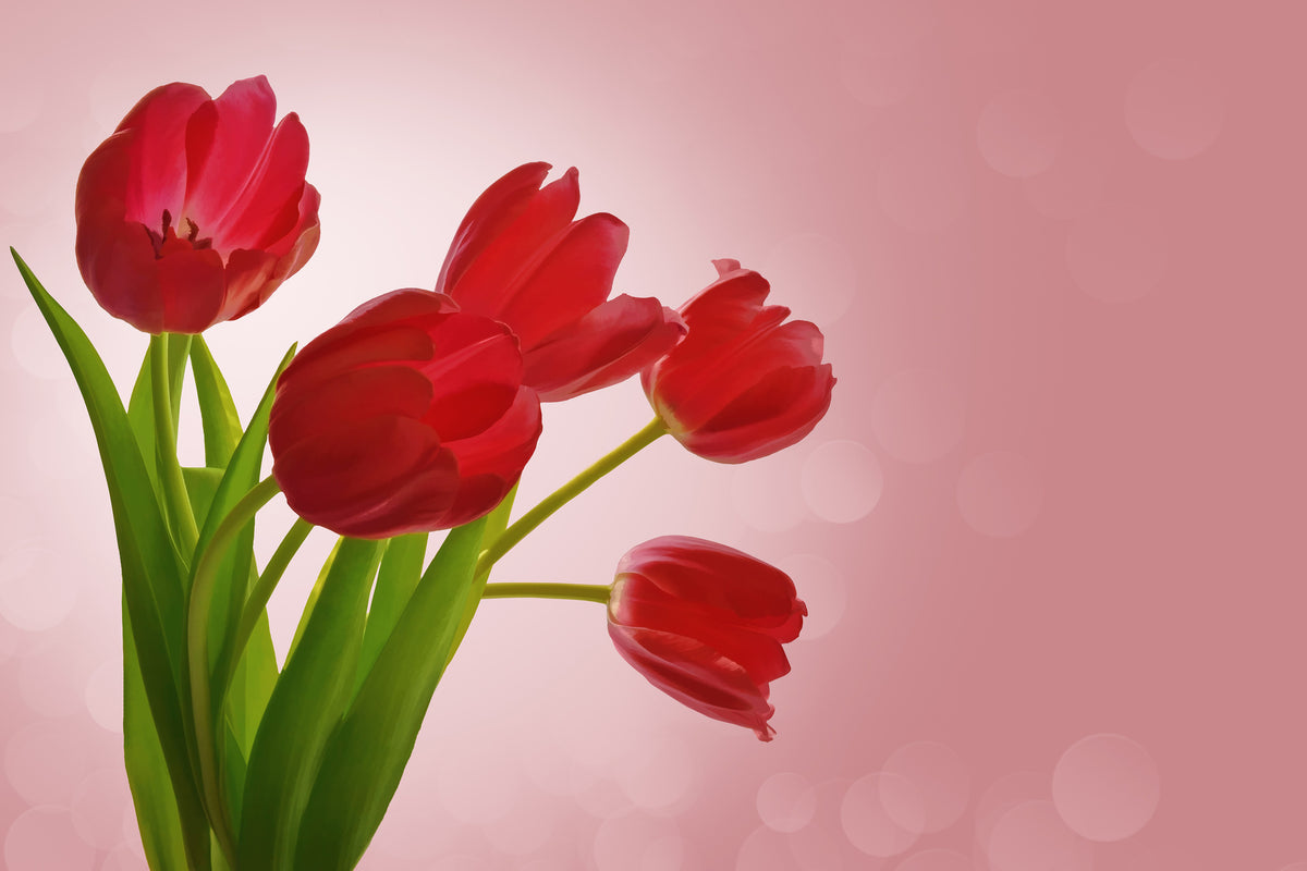 3-piece-acrylic-print-red-tulips-bouquet