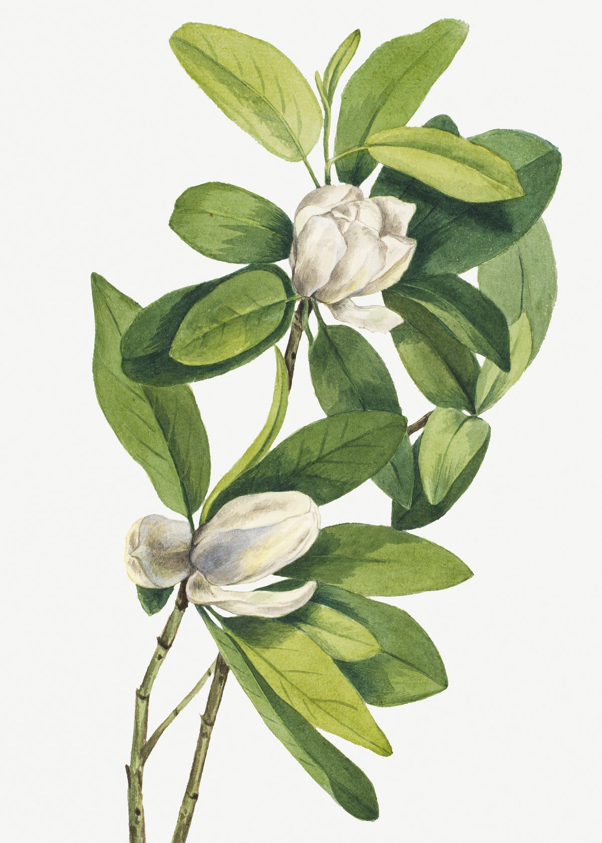 framedposter-print-swamp-magnolia-1918