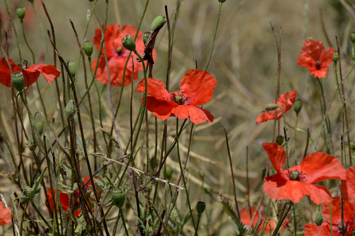 3-piece-acrylic-print-the-poppy-in-nature