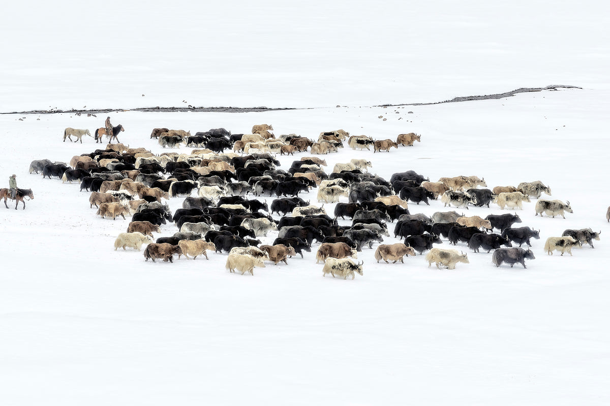 framedcanvas-print-yaks-in-snow
