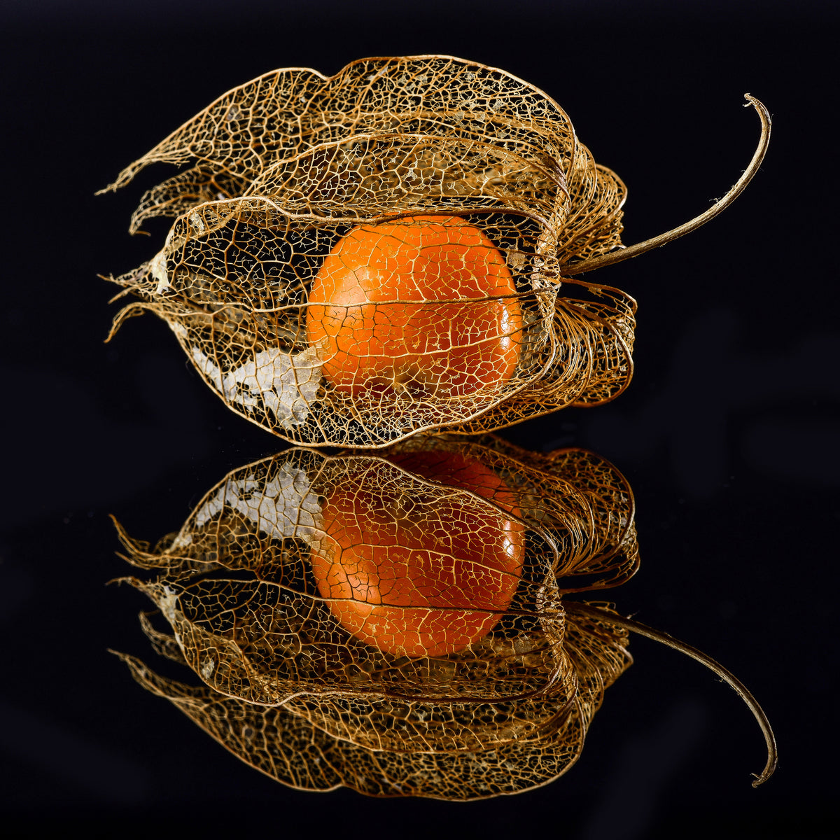9-piece-acrylic-print-physalis