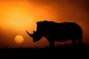 framedposter-print-rhino-sunrise