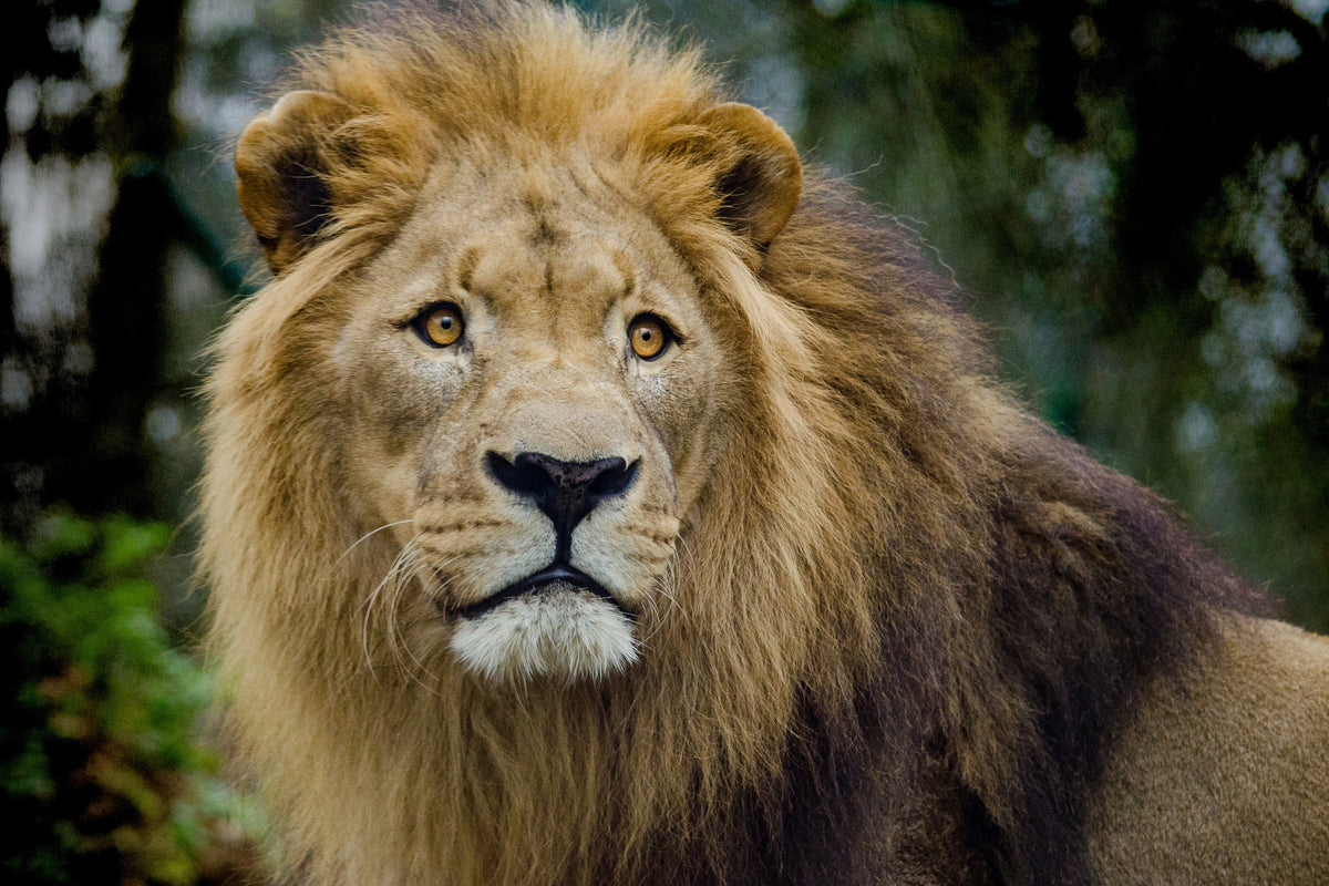 3-piece-acrylic-print-king-of-wildlife
