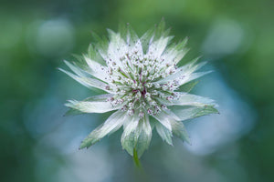 framedposter-print-astrantia-x