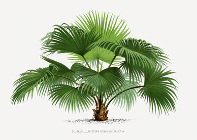 poster-print-livistona-c