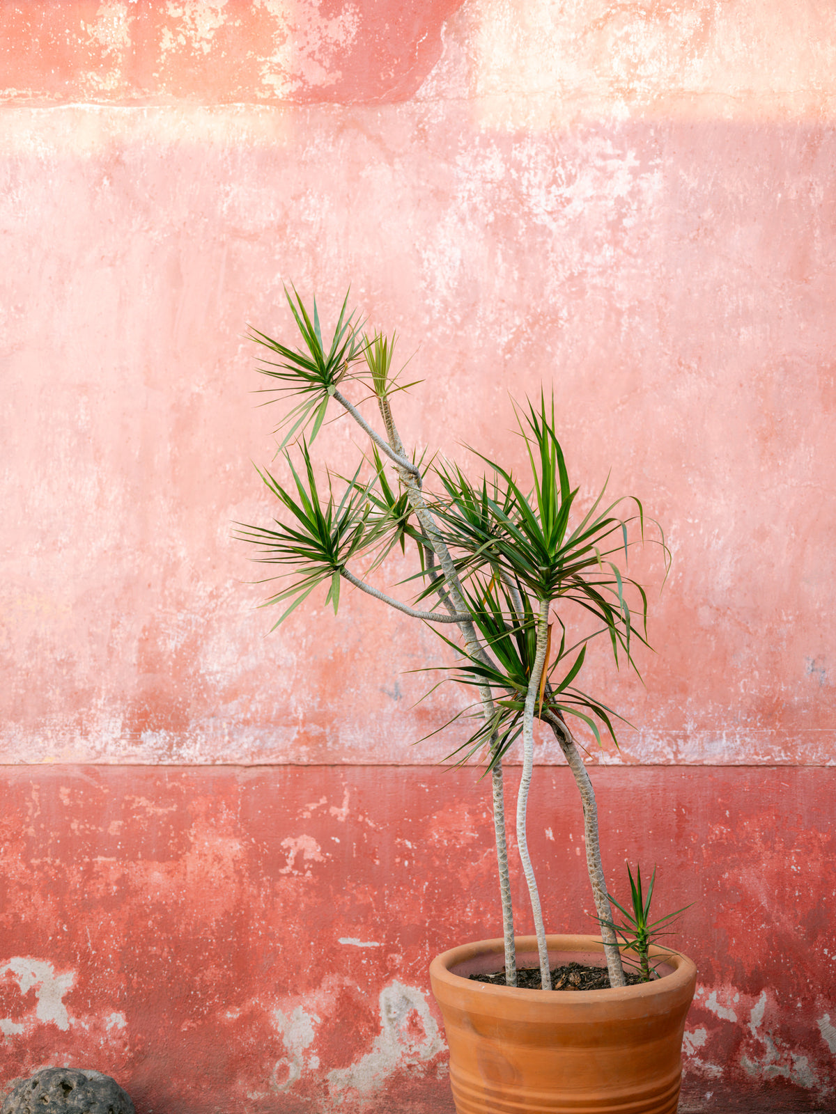 canvas-print-botanical-oaxaca-mexico-travel-photography