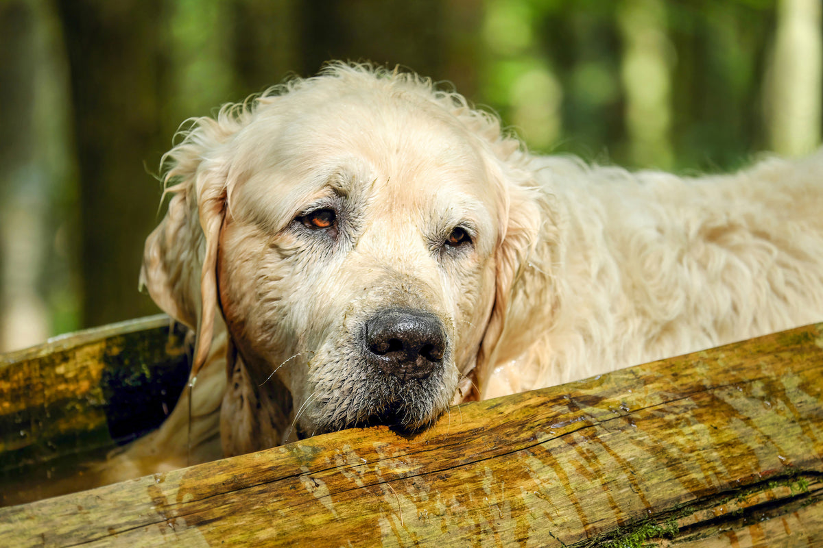 framedcanvas-print-golden-retriever-in-nature