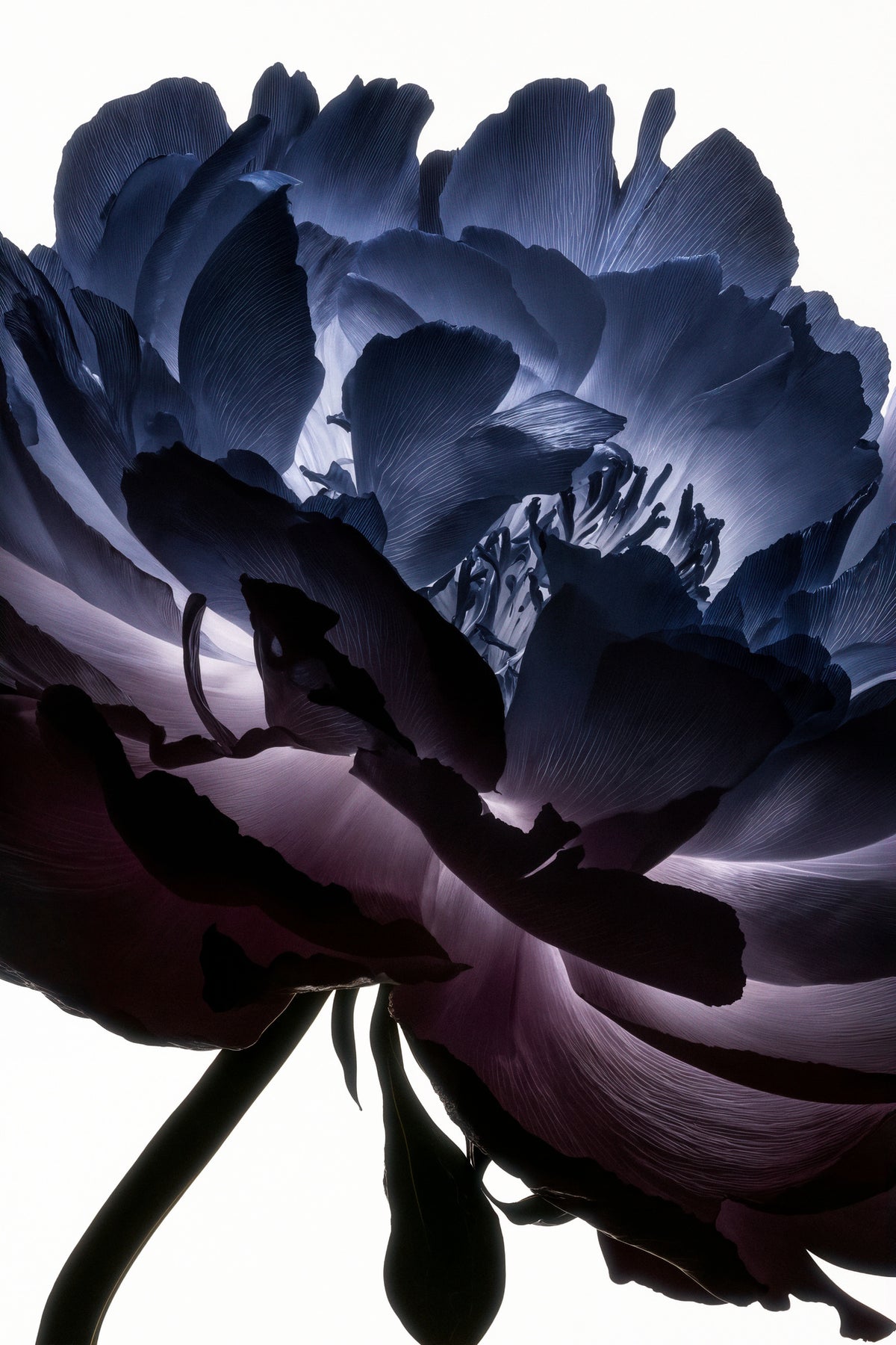 acrylic-print-lightfall-florals-indigo-halo