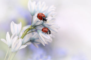 framedcanvas-print-ladybirds