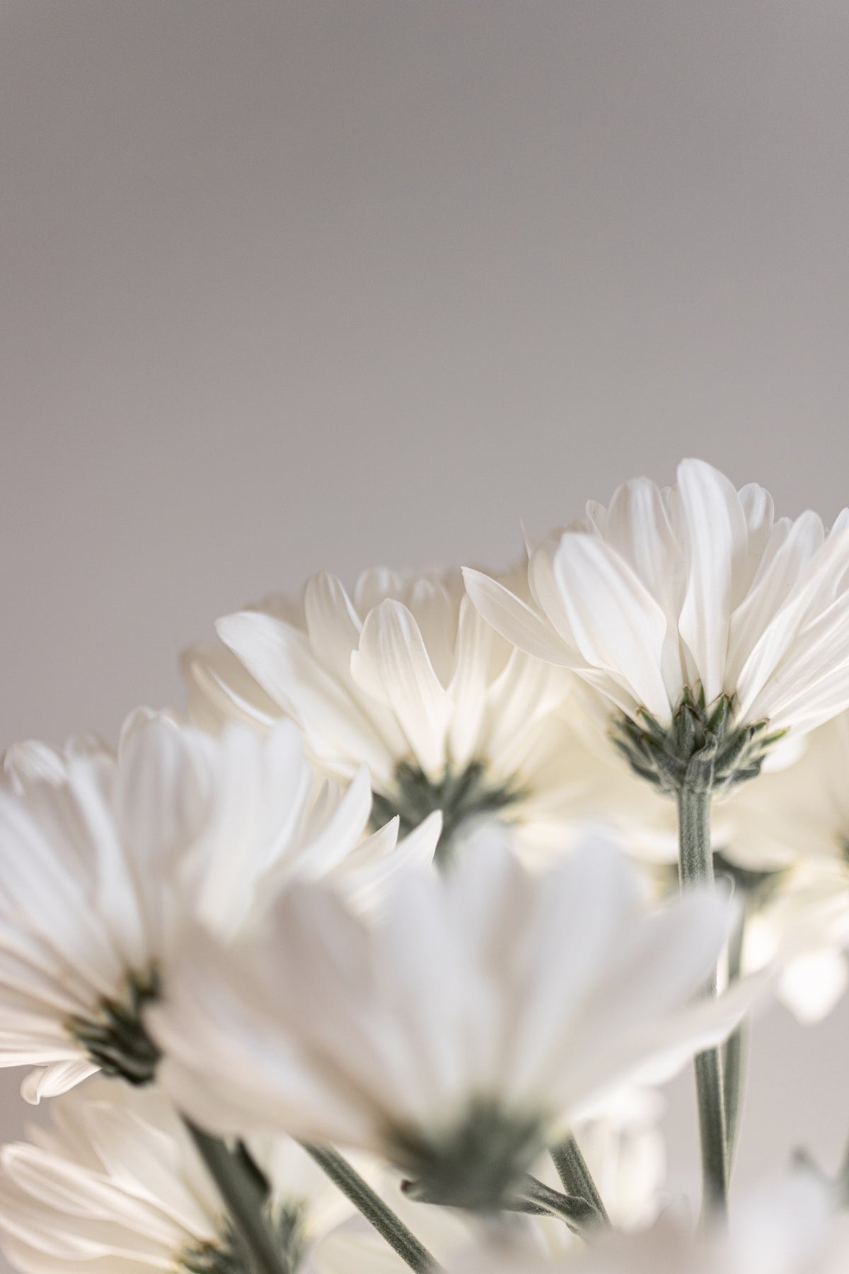 framedposter-print-white-flowers-4