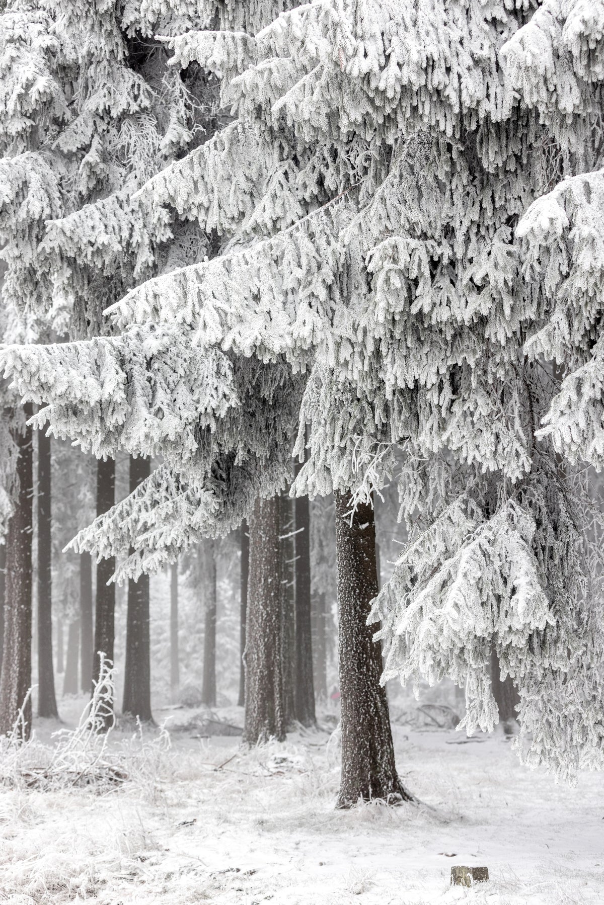 aluminium-print-winter-forest-2
