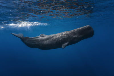 poster-print-sperm-whale