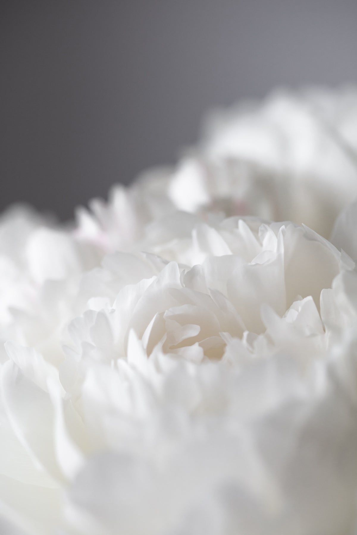 acrylic-print-peony-15