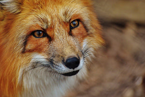 3-piece-canvas-print-the-fox