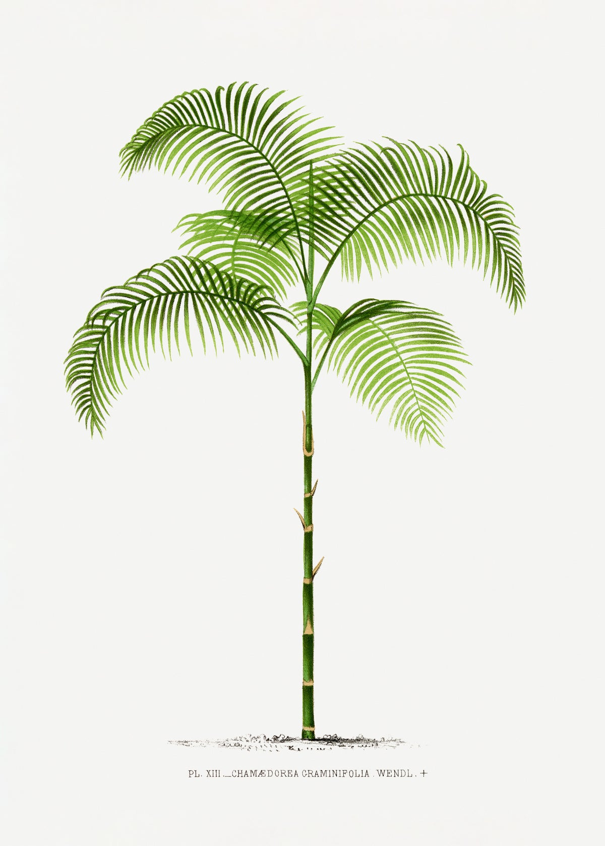 poster-print-xiii-chamaedorea-g