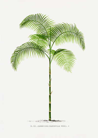 poster-print-xiii-chamaedorea-g