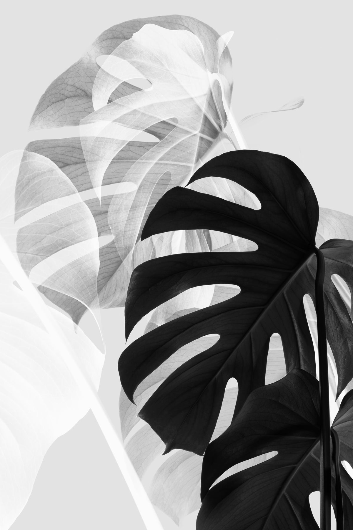 framedcanvas-print-monstera-black-and-white
