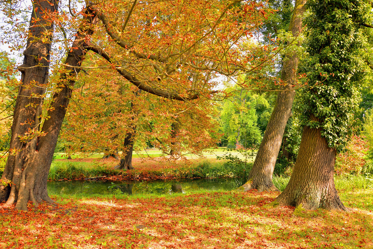 framedcanvas-print-in-the-middle-of-autumn-trees