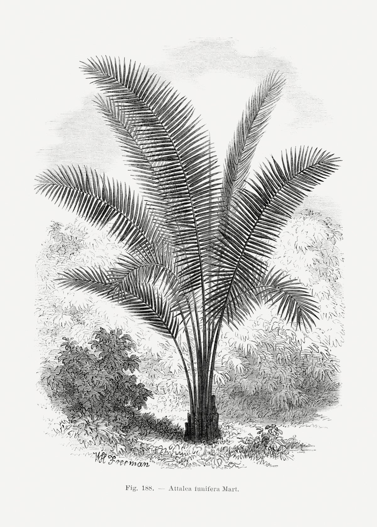 framedposter-print-vintage-palm-tree-drawing-vii