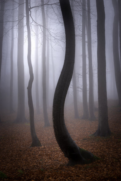 poster-print-foggy-autumn