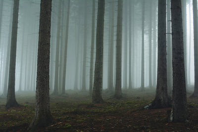 poster-print-foggy-forest-xcg