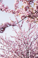 acrylic-print-colorful-spring-11