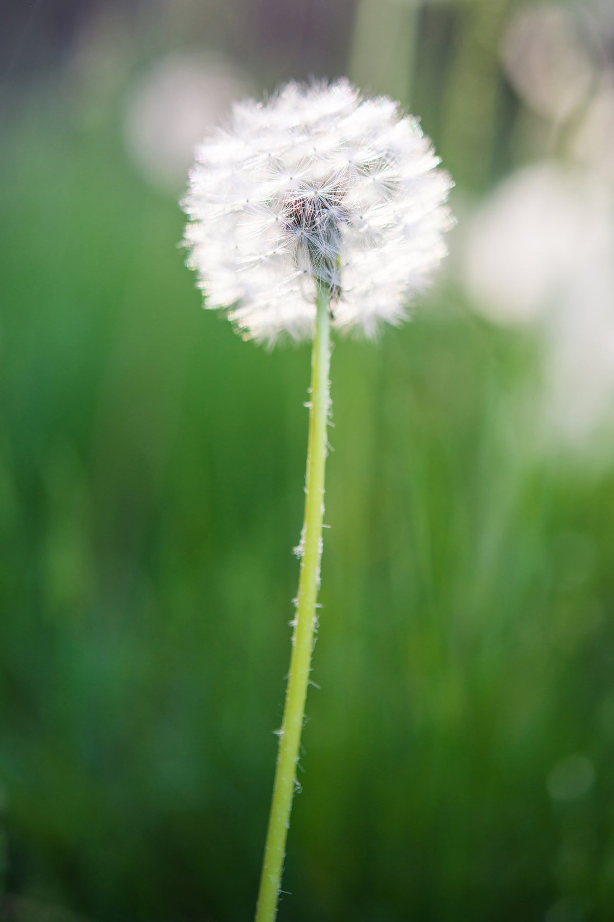 aluminium-print-dandelion