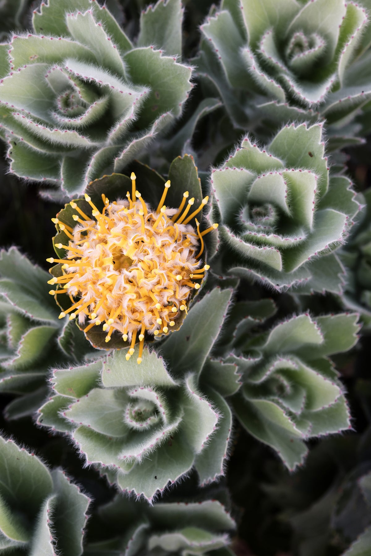 aluminium-print-striking-yellow-protea-flower