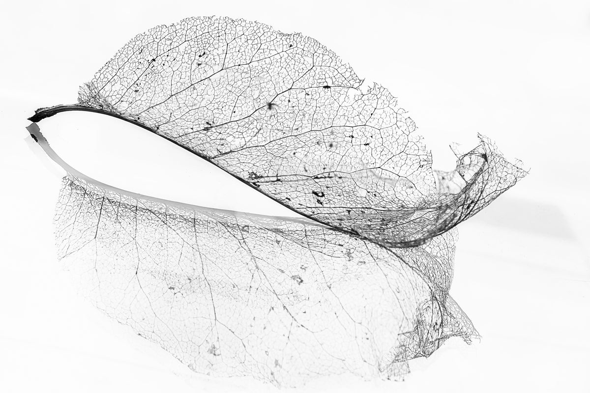 canvas-print-the-old-leaf-x