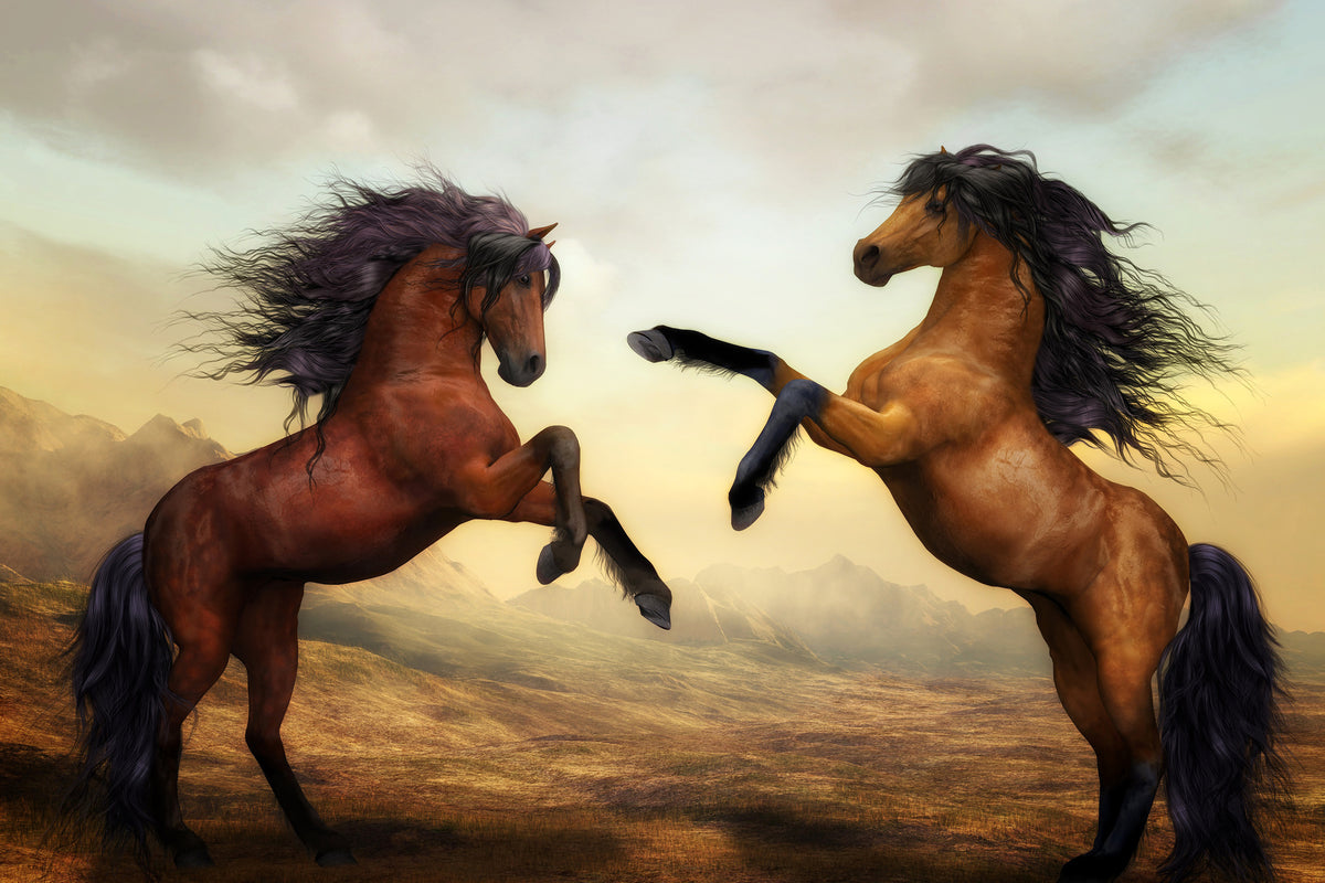 aluminium-print-two-wild-horses