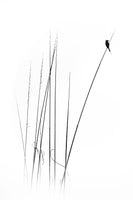 framedcanvas-print-a-sabbatical-x