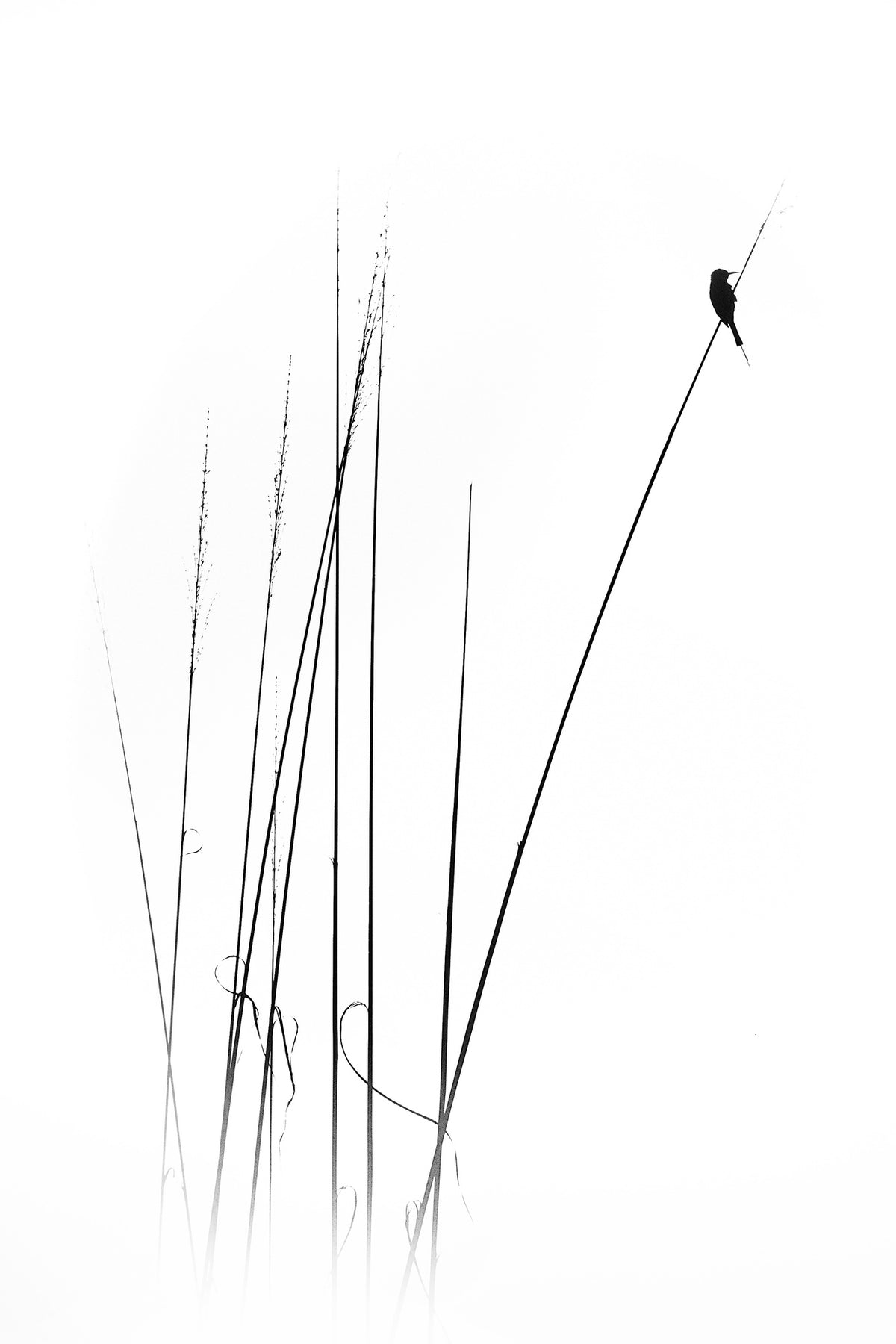framedcanvas-print-a-sabbatical-x