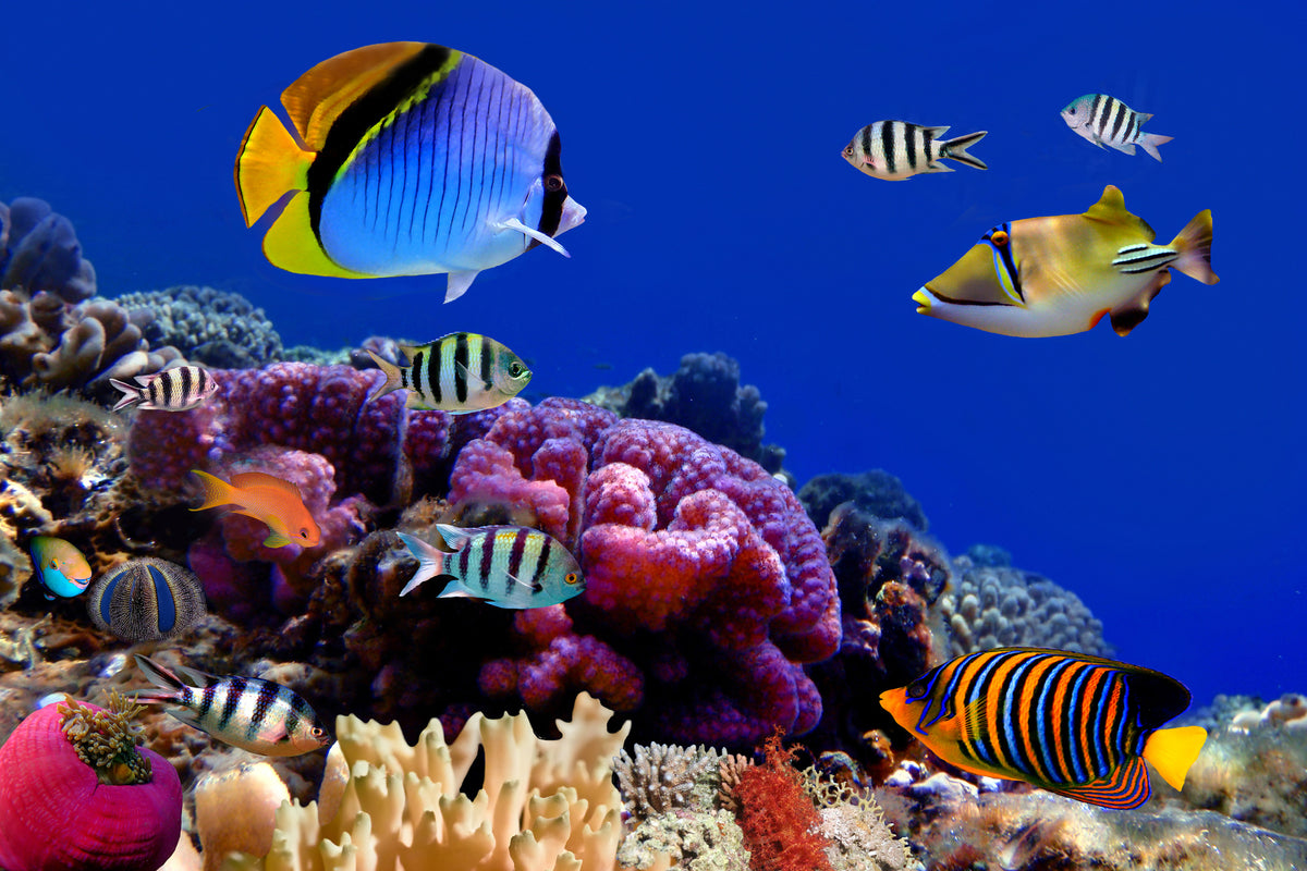 acrylic-print-world-of-fish