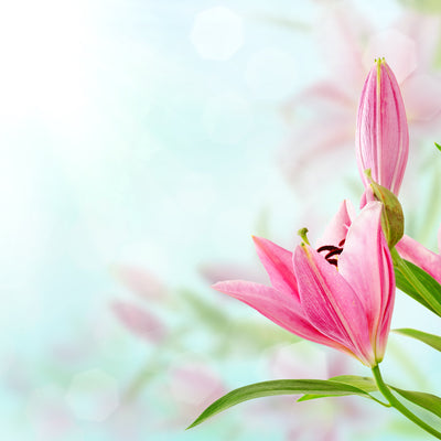 poster-print-romantic-lilies