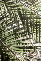 framedcanvas-print-palm-geometry