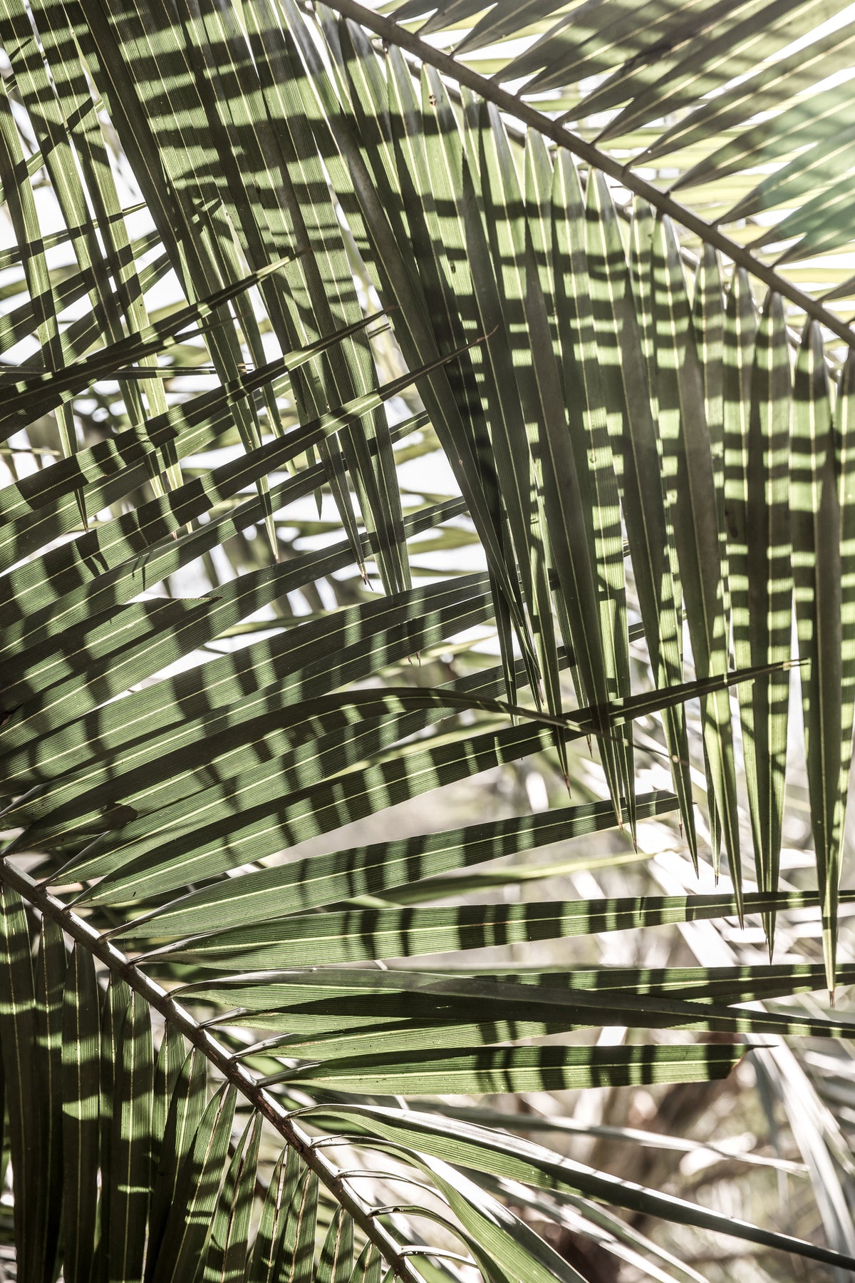 framedcanvas-print-palm-geometry