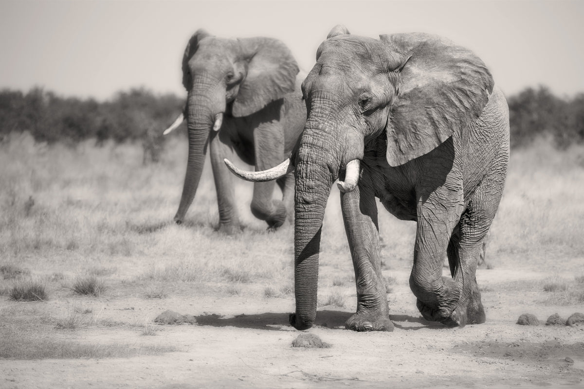 acrylic-print-twin-elephants-x