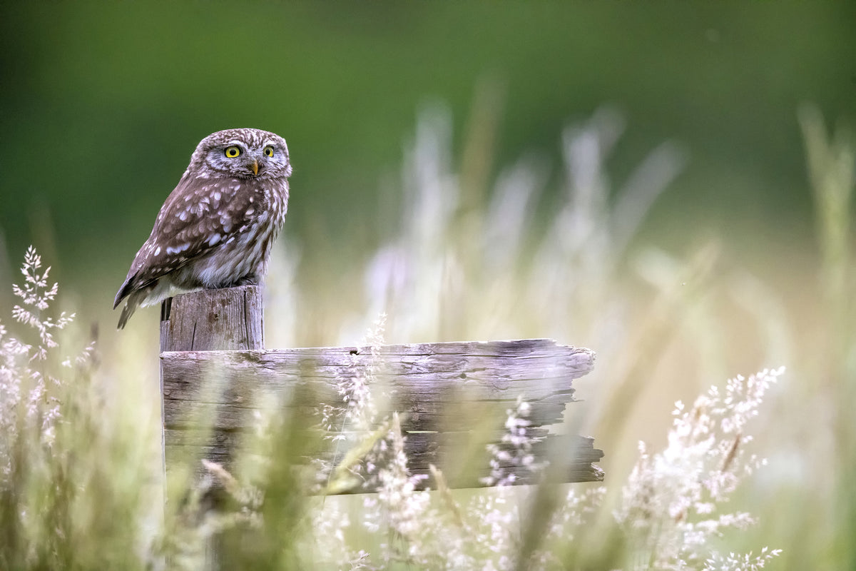 framedcanvas-print-little-owl-x