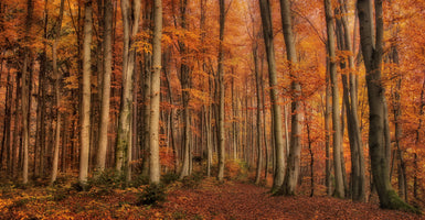 poster-print-october-calm