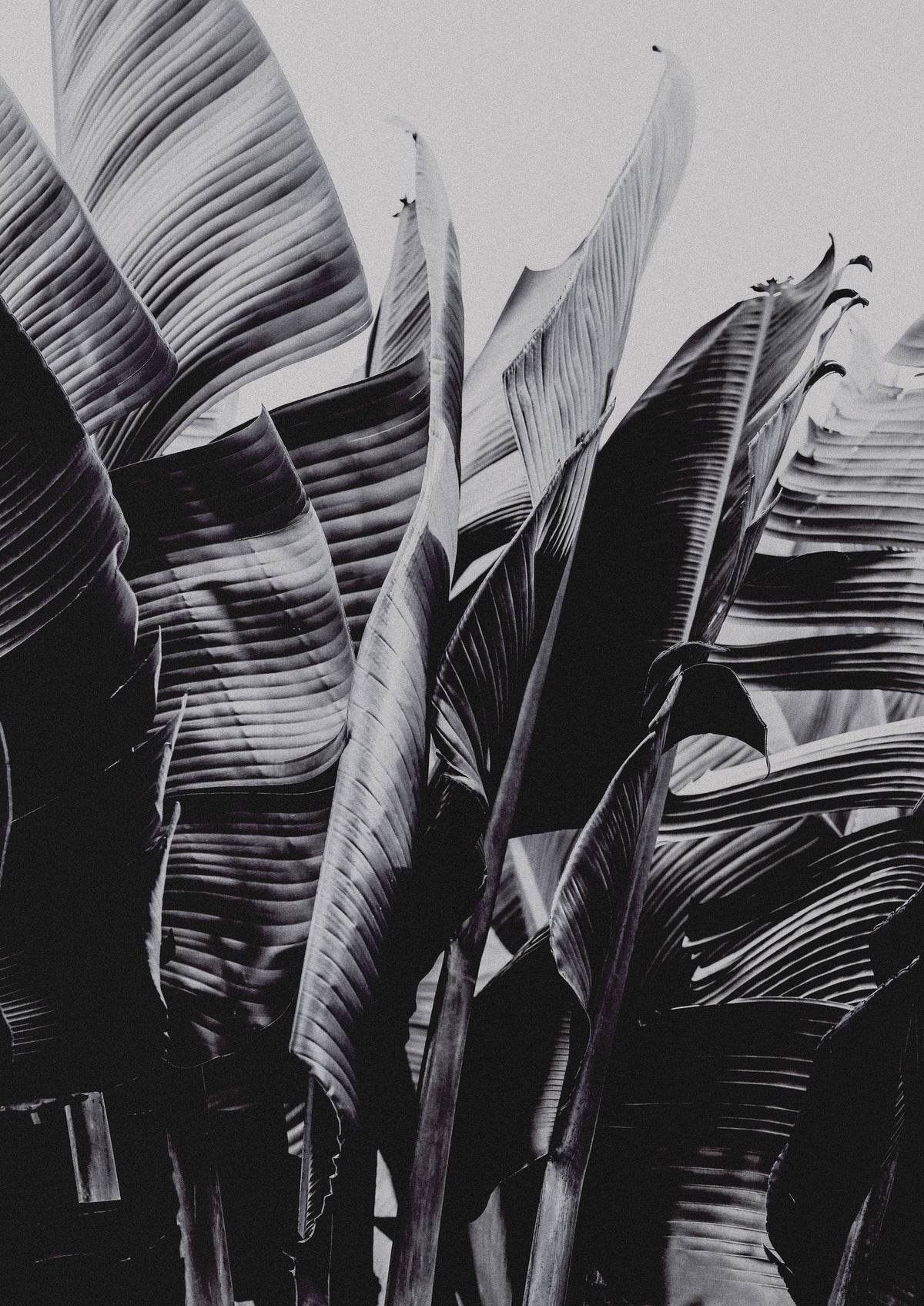 framedposter-print-large-tropical-leaves