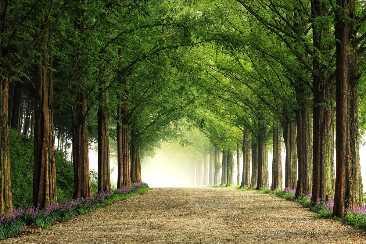 aluminium-print-metasequoia-road-x
