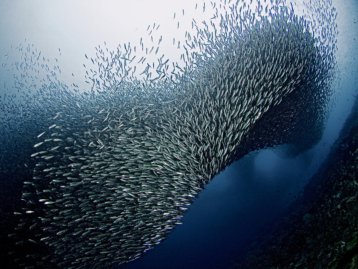 poster-print-sardines-tornado