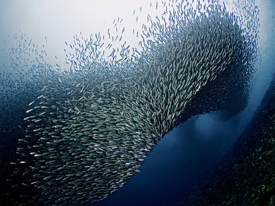 poster-print-sardines-tornado