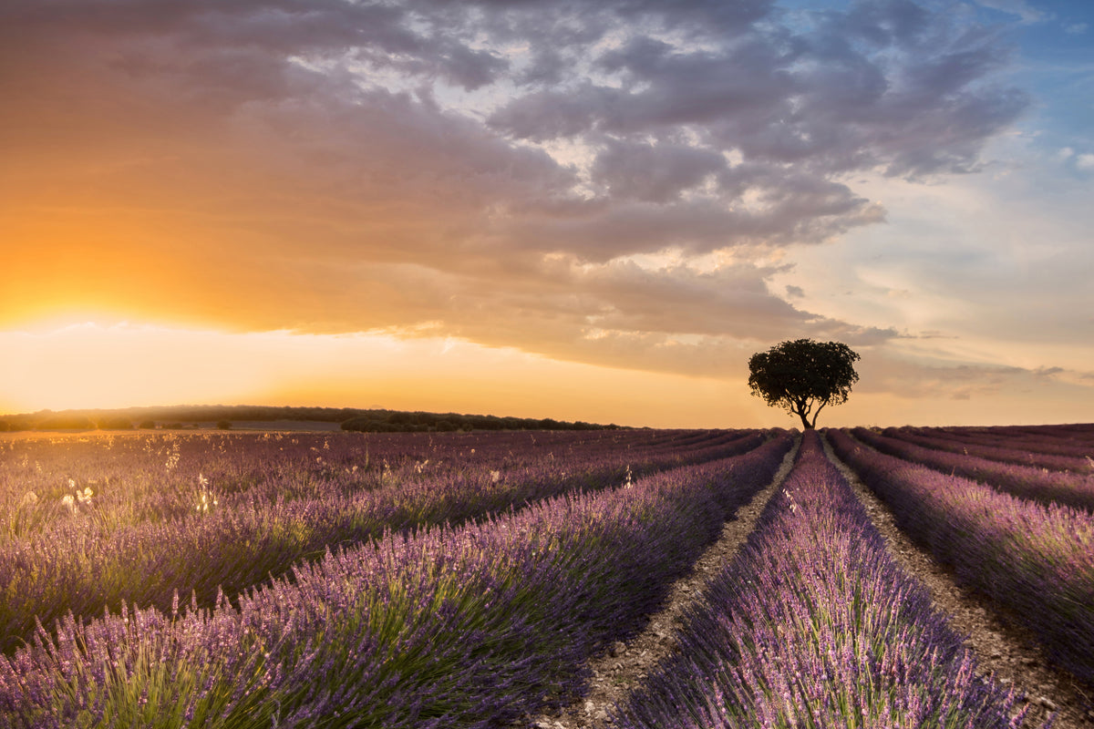 acrylic-print-destination-lavender-x