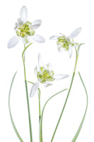 aluminium-print-galanthus-flore-pleno