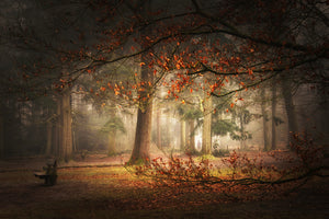acrylic-print-dream-forest-2