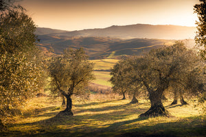 poster-print-olive-trees-in-the-morning-light