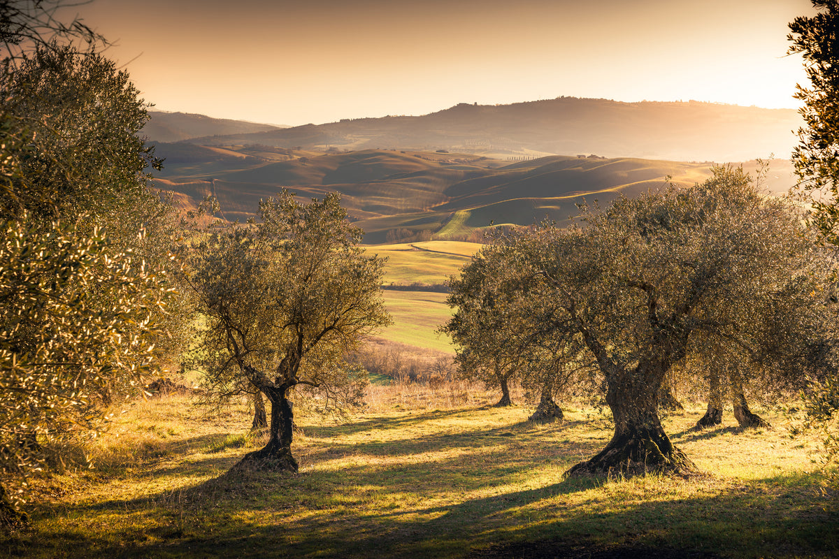 poster-print-olive-trees-in-the-morning-light