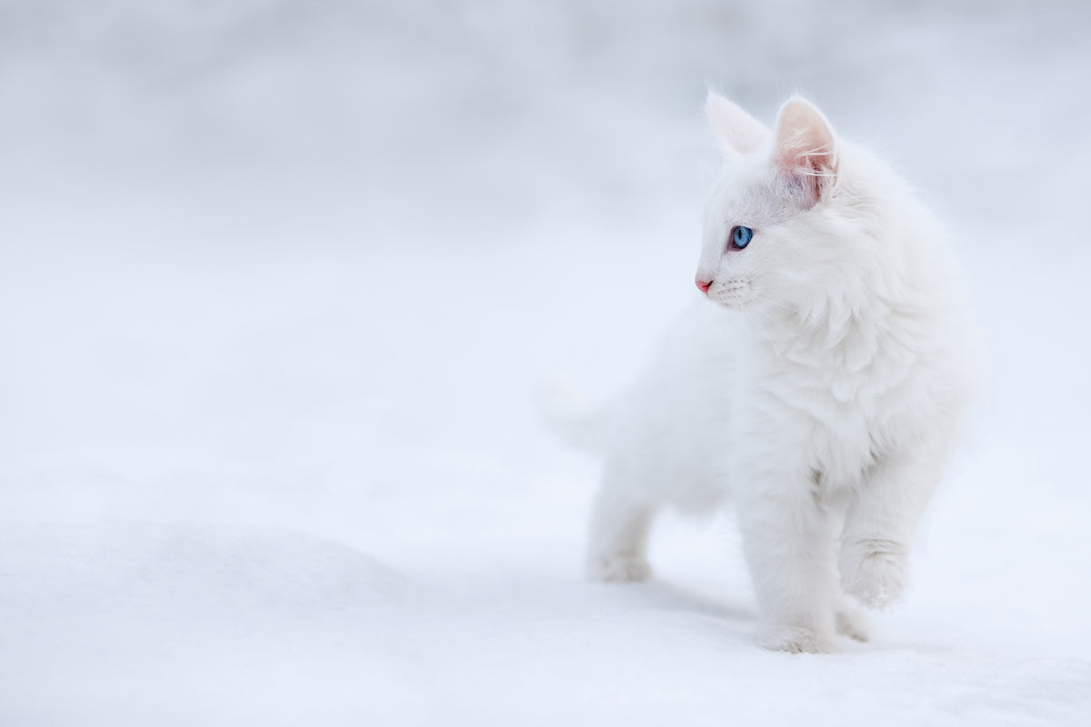 acrylic-print-white-as-snow
